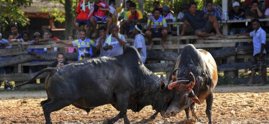 Bullfighting, cockfighting and other animal betting venues to reopen