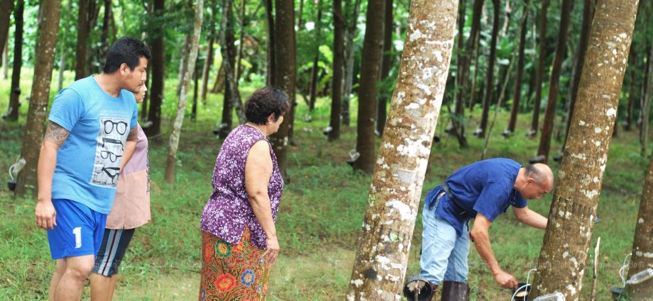 Cabinet okays B7.6bn for rubber price guarantees