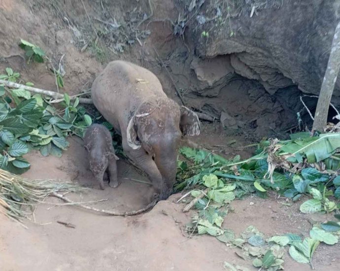 Cow elephant, calf rescued from deep pit