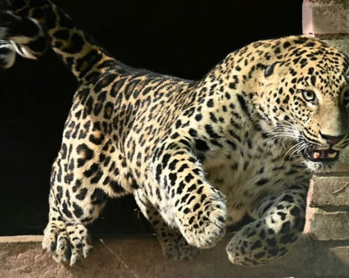 Escaped pet leopard runs amok in Pakistan capital