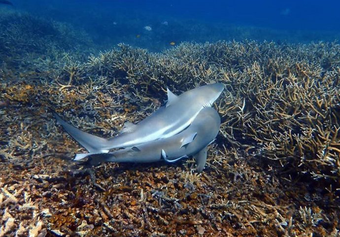 Fall in shark numbers ‘worrying’