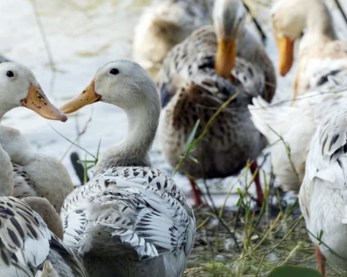 Father of Cambodian girl who died from bird flu tests positive for virus