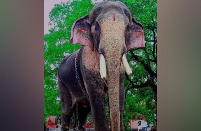 Kerala: India temple replaces elephant with robot for rituals