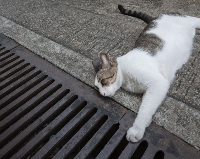 Man accused of abusing 5 cats, including throwing them down from HDB blocks and killing them