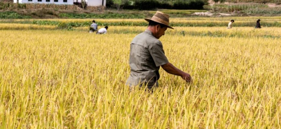 North Korea paper calls outside aid ‘poisoned candy’, urges self-reliance