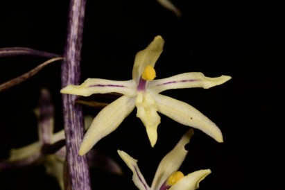 Researchers discover new orchid species