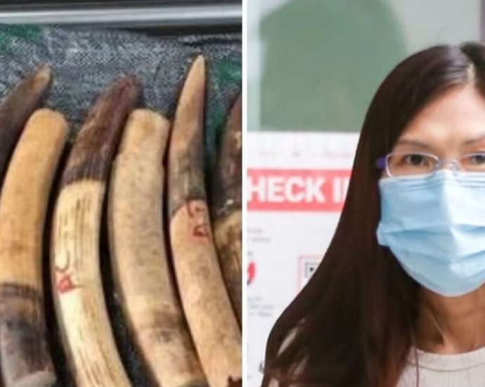 Trading firm director gets jail over import of nearly 1,800 elephant tusks into Singapore from Africa