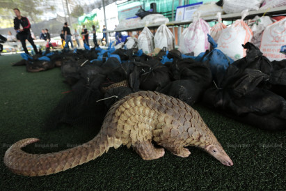 UK dogs to sniff out pangolin smugglers in Thailand