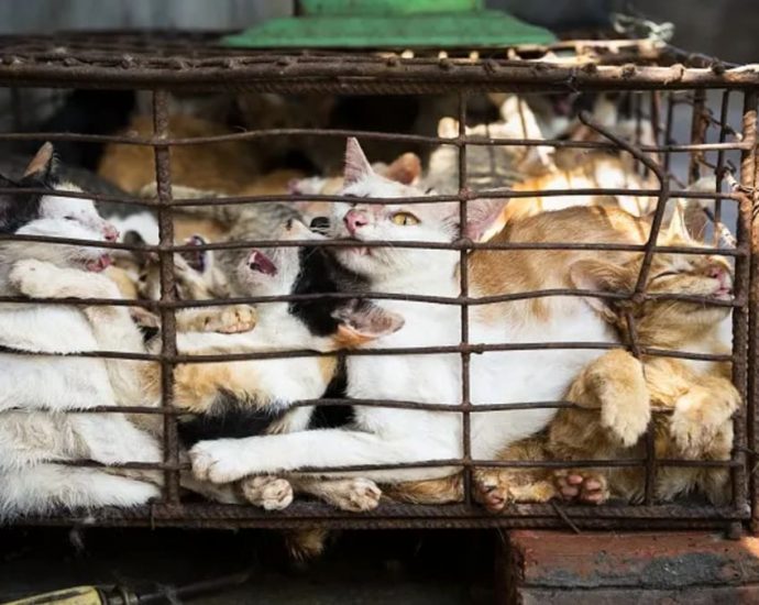 Vietnam police find 2,000 dead cats intended for traditional medicine