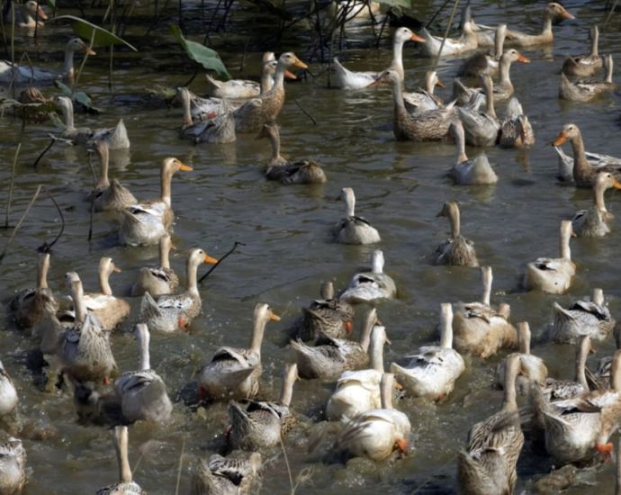 Viruses in Cambodian bird flu cases identified as circulating for many years