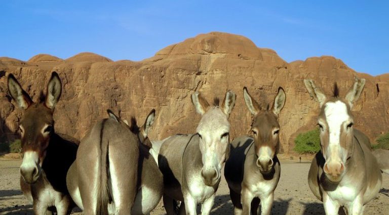 Why it’s time to control the donkey trade