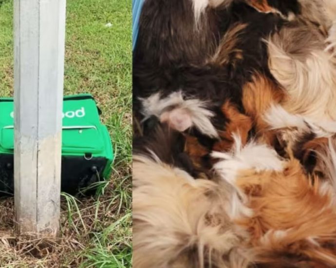 15 guinea pigs found abandoned in food delivery bags