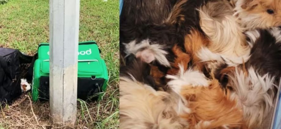 15 guinea pigs found abandoned in food delivery bags