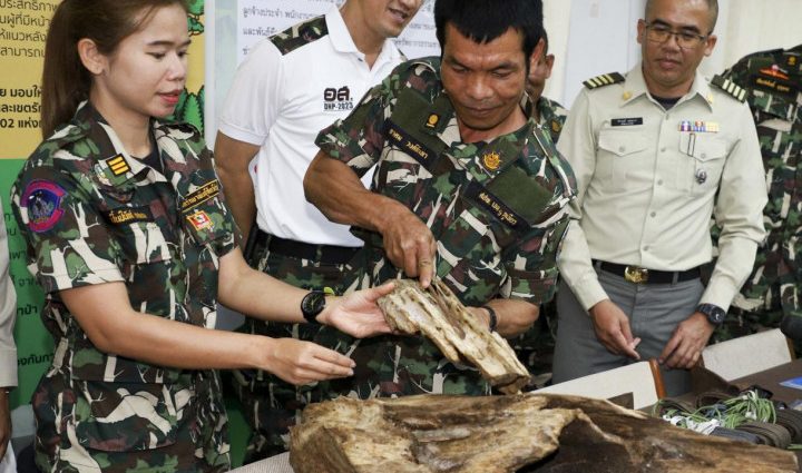 6 Vietnamese timber smugglers collared