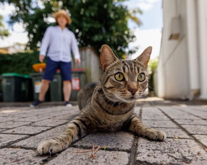 8 pet trackers in Singapore to prevent your furry friends from going missing