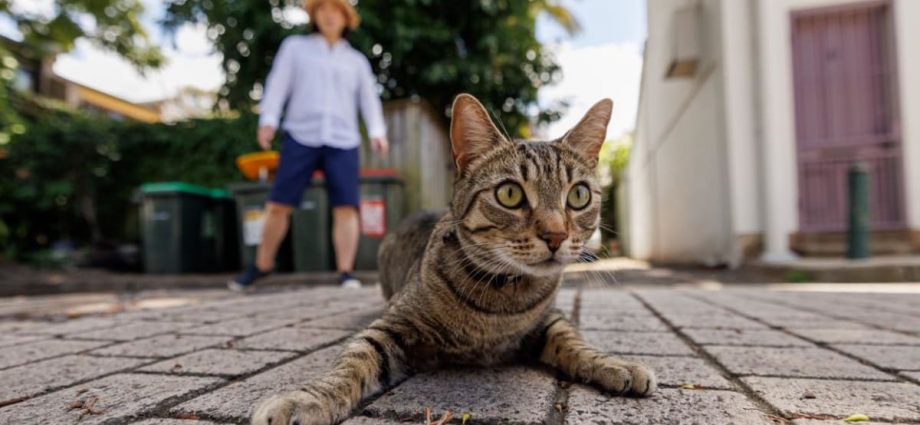 8 pet trackers in Singapore to prevent your furry friends from going missing