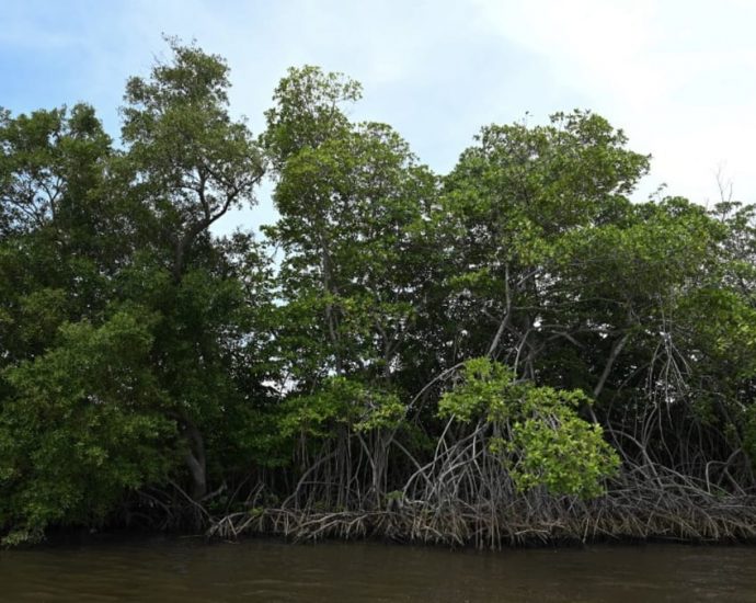 Bangladesh bans plastics in world’s largest mangrove forest