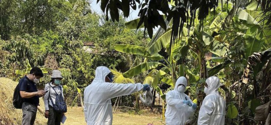 Cambodia says recent bird flu cases not spread by humans