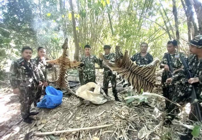 Court jails 5 hunters for killing tigers