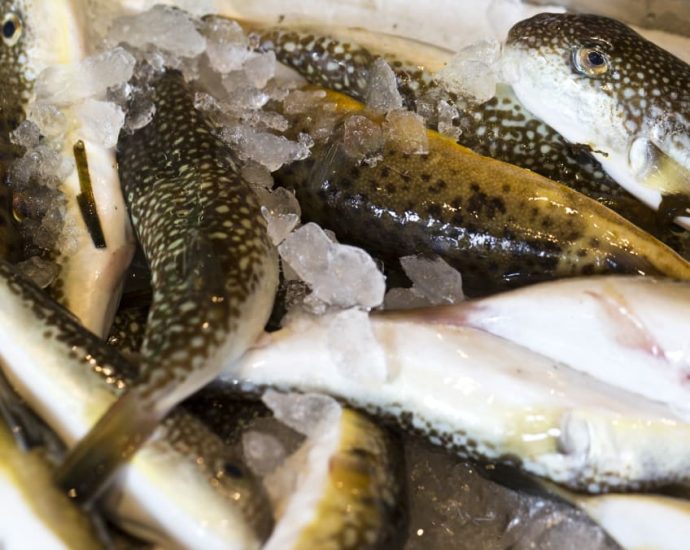 Elderly woman in Johor dies after eating puffer fish, husband in ICU