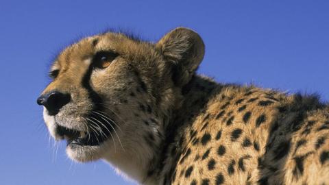 First cheetah cubs born in India since extinction 70 years ago