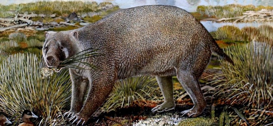 Fossil hunters uncover ancient Australian wombat