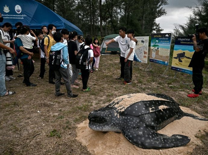 Hatching leatherback turtles get helping hand