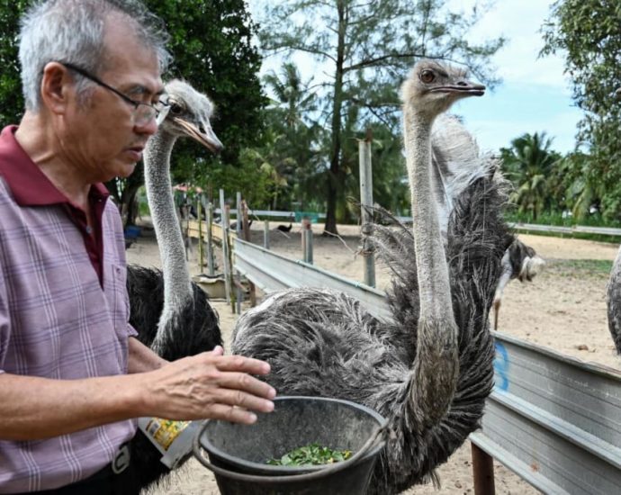 ‘I considered shutting down’: RSAF pilot turned ostrich farmer on the harsh realities of his Johor business