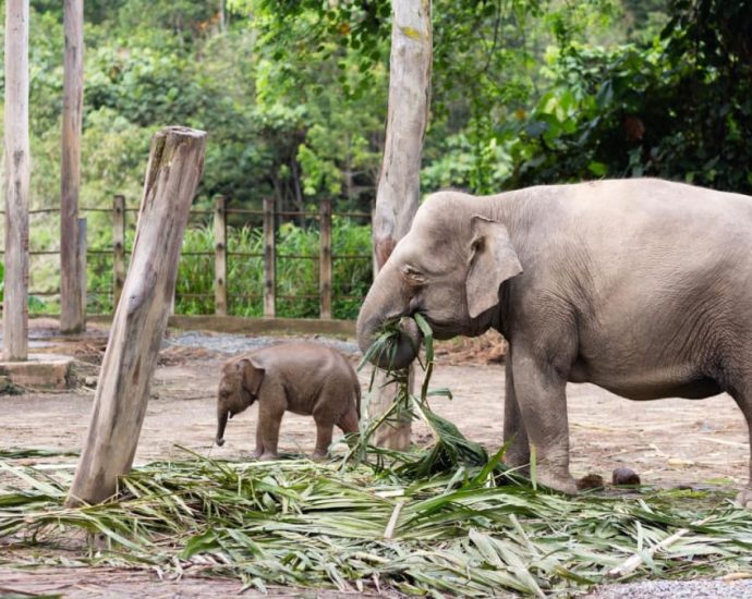 IN FOCUS: Protecting Sabah’s endangered elephants in the spotlight after handler gored to death