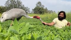 India officials confiscate crane from man who saved it