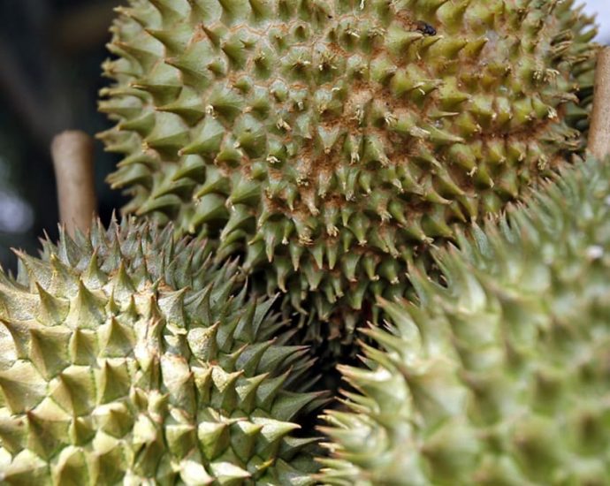 Johor durian prices could spike in upcoming season as farmers expect 50% fall in yield due to floods