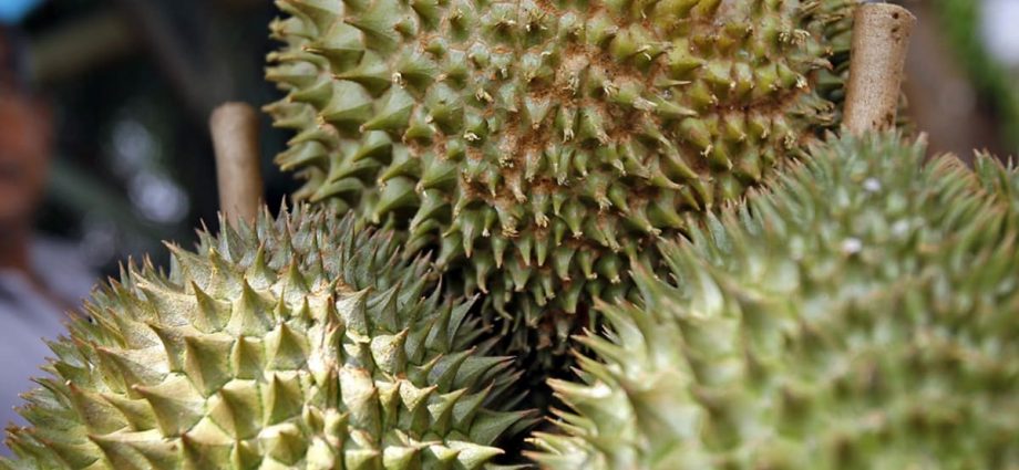 Johor durian prices could spike in upcoming season as farmers expect 50% fall in yield due to floods