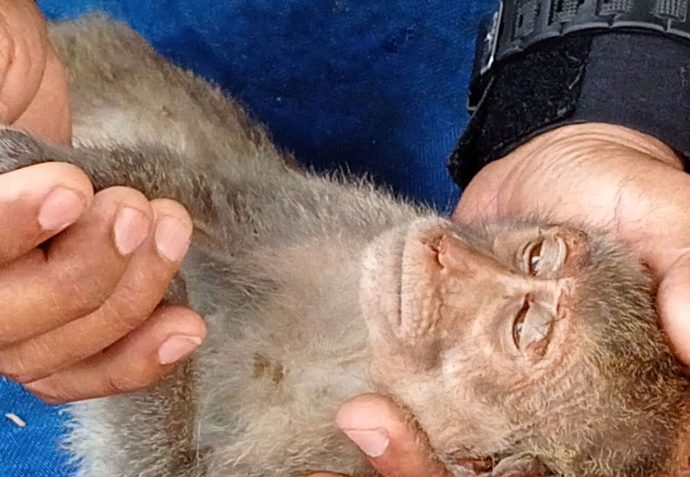 Macaques bound for China found stuffed in smugglers’ cages