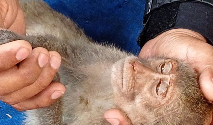 Macaques bound for China found stuffed in smugglers' cages