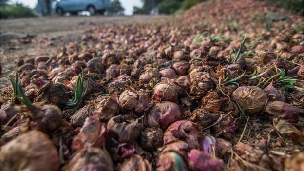 Maharashtra: The Indian onion crisis making farmers cry