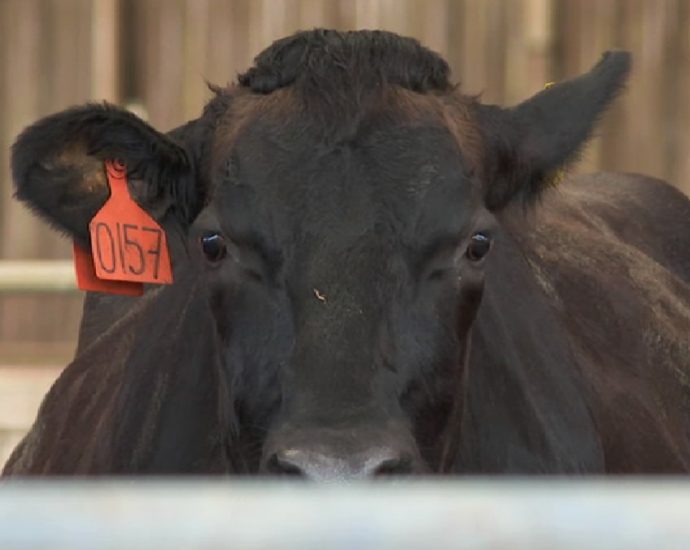 Malaysia aims for milk self-sufficiency by 2025, but more needs to be done to help farmers