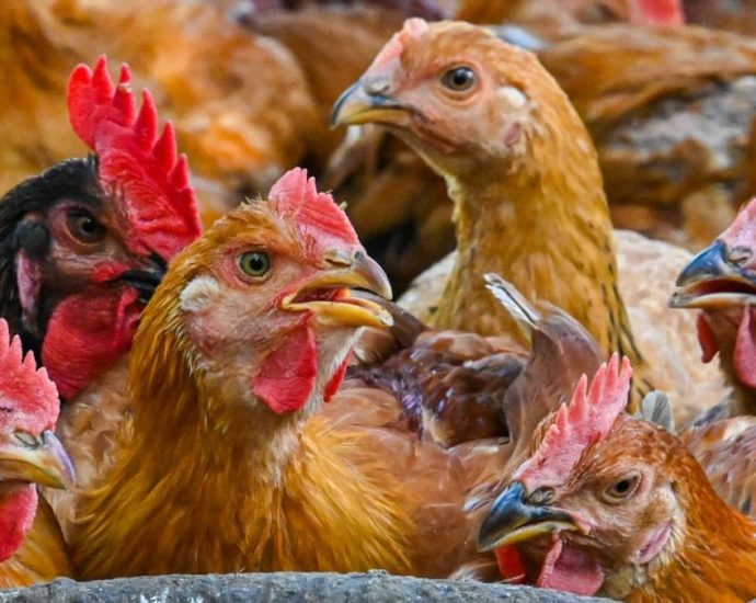 Malaysia’s chicken supply adequate until Hari Raya Puasa, says domestic trade minister