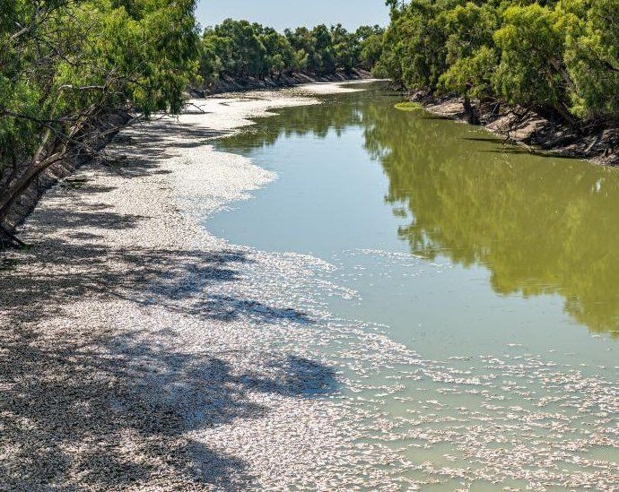 Menindee: Australia begins mass fish death clean-up