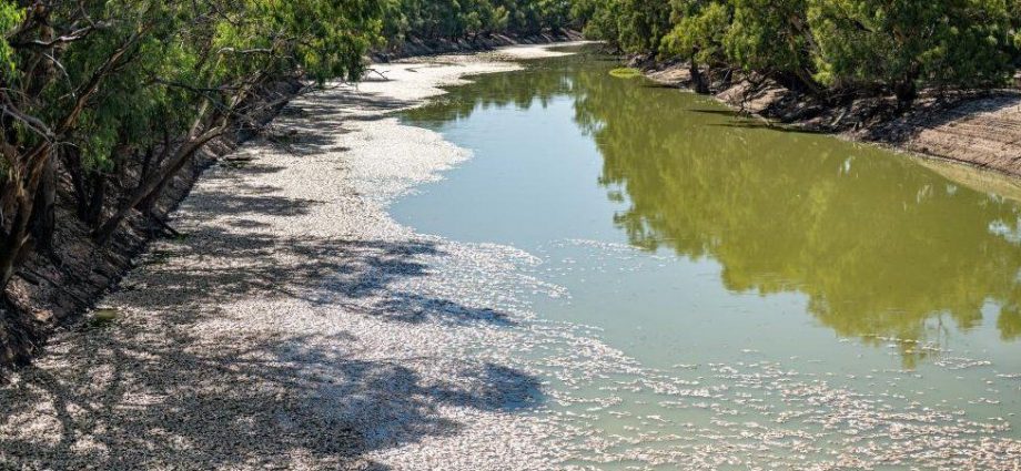 Menindee: Australia begins mass fish death clean-up