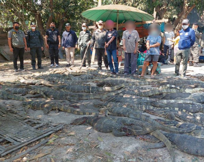 Monitor lizards, carcasses not destined for meatball factory, say police