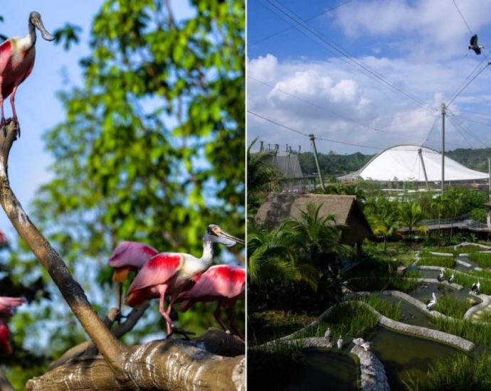 New wildlife park Bird Paradise to open on May 8 with reduced entrance fee during soft opening period