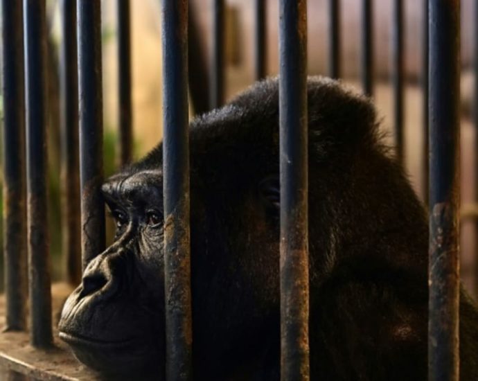 No freedom on the horizon for Bangkok ‘mall gorilla’