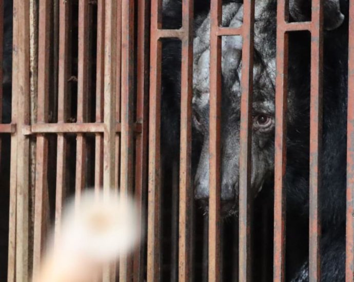 ‘Really brutal’: Bears rescued from Vietnam bile farm as operators continue to evade authorities