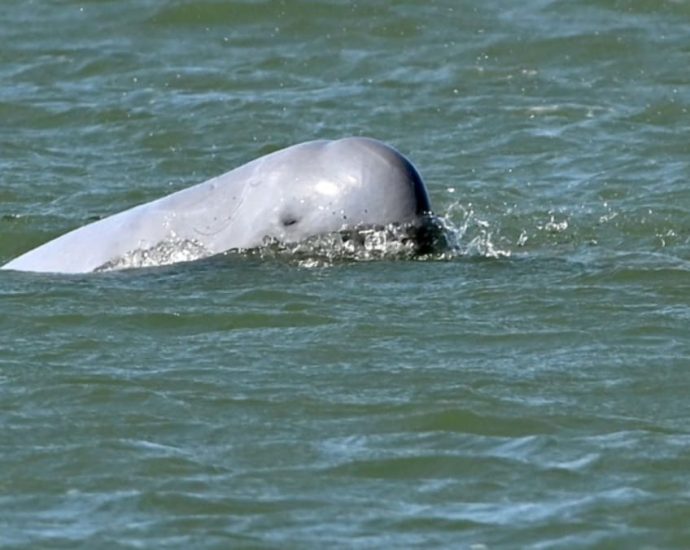 The battle to save Cambodia’s river dolphins from extinction