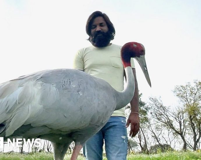 The crane who refuses to leave its human saviour