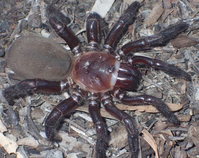 Trapdoor spider: New giant species found in Australia