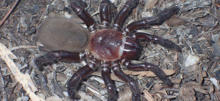 Trapdoor spider: New giant species found in Australia