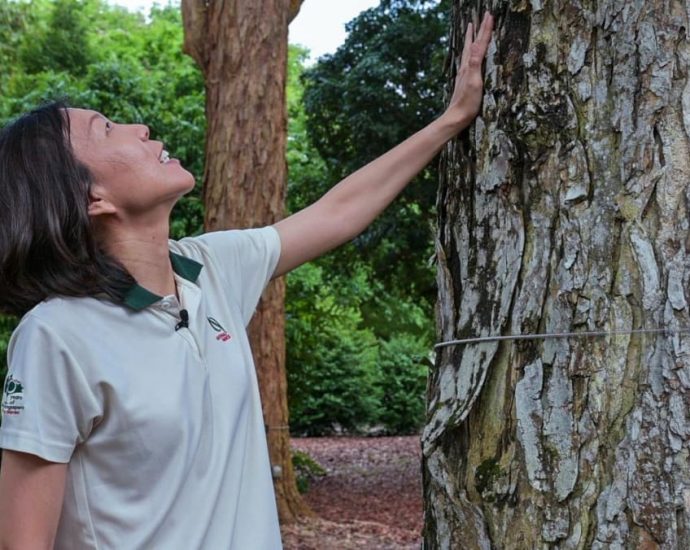 ‘Trees are like humans’: How ‘doctors’ keep Singapore’s trees healthy, safe for city folk