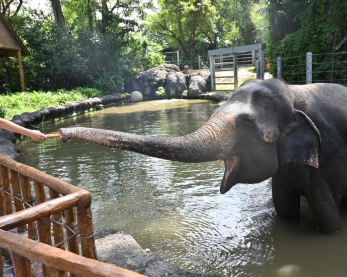 We went ‘glamping in the wild’ at the Singapore Zoo – here’s what you can expect