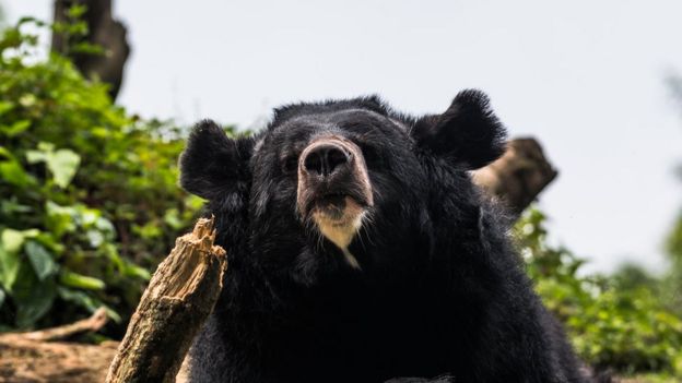 Bear meat vending machine is a first for Japan